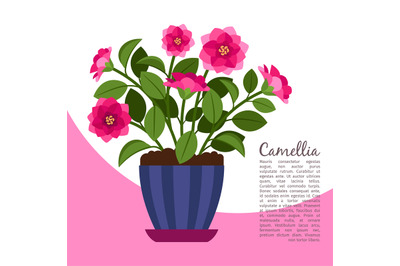 Camellia indoor plant in pot banner