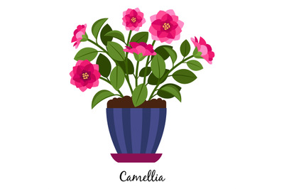 Camellia plant in pot