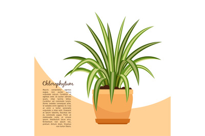 Chlorofitum plant in pot banner