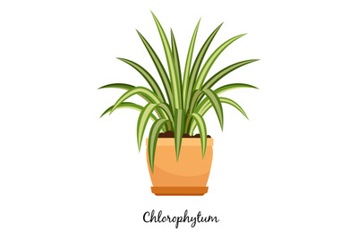 Clorofitum plant in pot icon