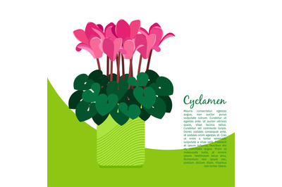 Cyclamen plant in pot banner