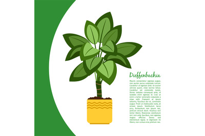 Dieffenbachia plant in pot banner