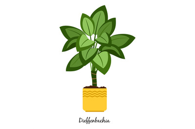 Dieffenbachia plant in pot