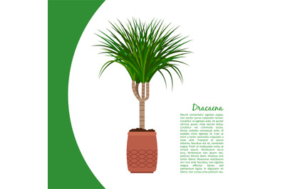 Dracaena plant in pot banner