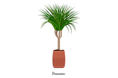 Dracaena plant in pot