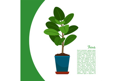 Ficus plant in pot banner