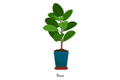 Ficus plant in pot