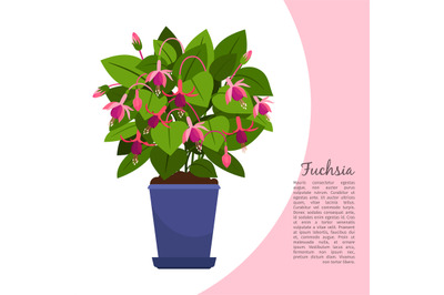 Fuchsia plant in pot banner