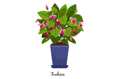 Fuchsia plant in pot