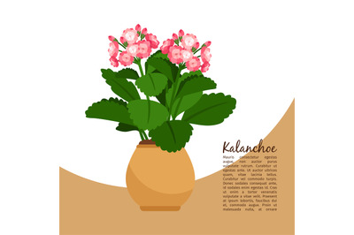 Kalanchoe plant in pot banner