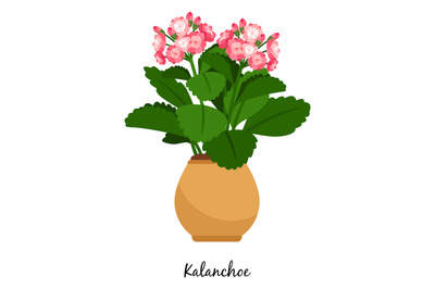 Kalanchoe plant in pot