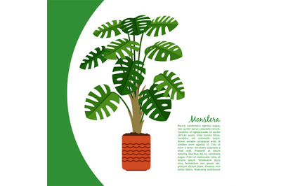 Monstera plant in pot banner