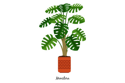 Monstera plant in pot