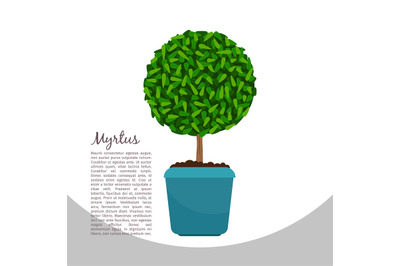 Myrtus plant in pot banner