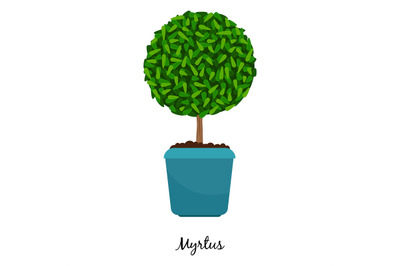 Myrtus plant in pot