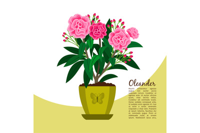 Oleander plant in pot banner