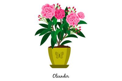 Oleander plant in pot