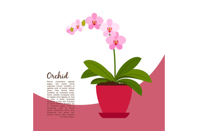 Orchid indoor plant in pot banner