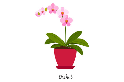 Orchid plant in pot