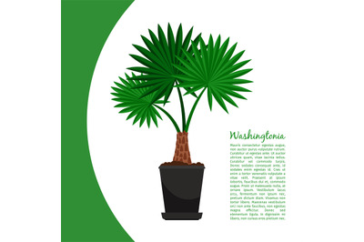 Washingtonia plant in pot banner