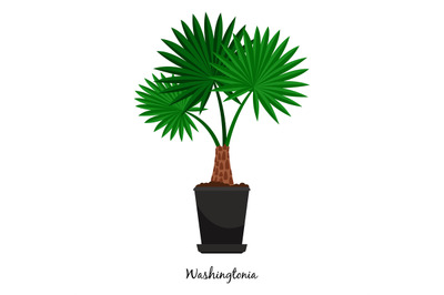 Washingtonia plant in pot