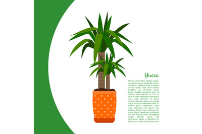 Yucca plant in pot banner