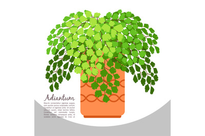 Adiantum indoor plant in pot banner