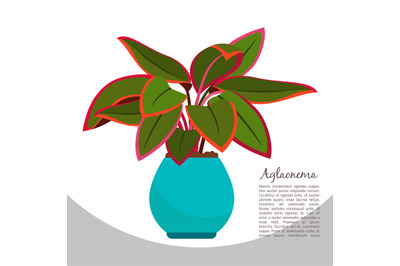 Aglaonema indoor plant in pot banner