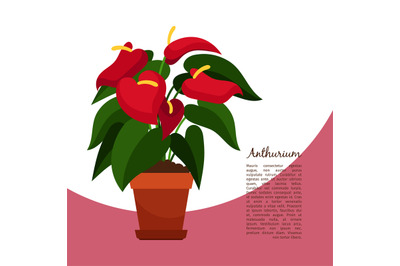 Anthurium plant in pot banner