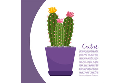 Cactus plant in pot banner