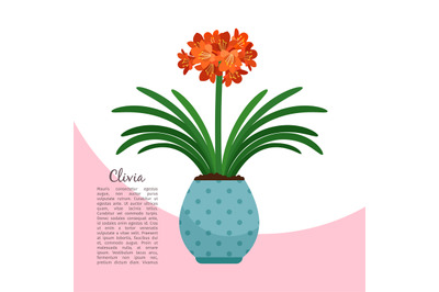 Clivia plant in pot banner