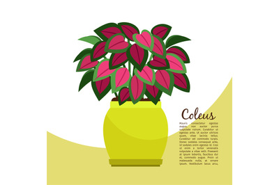 Coleus plant in pot banner