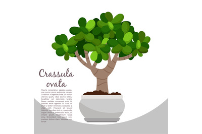 Crassula ovata plant in pot banner