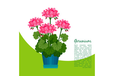 Geranium plant in pot banner