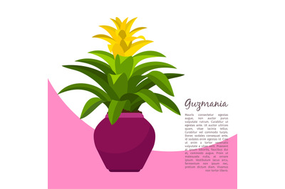 Guzmania plant in pot banner