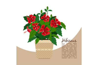 Hibiscus plant in pot banner