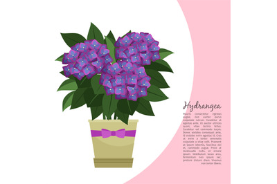 Hydrangea plant in pot banner