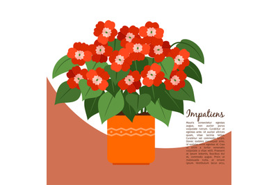 Impatiens plant in pot banner