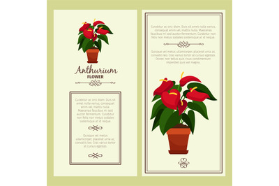 Anthurium flower in pot banners