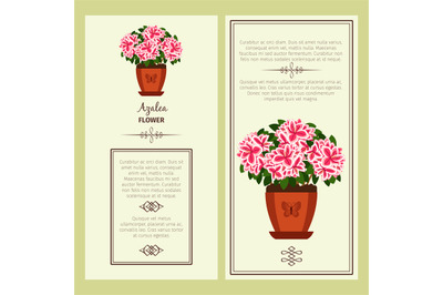 Azalea flower in pot banners