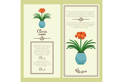 Clivia flower in pot banners