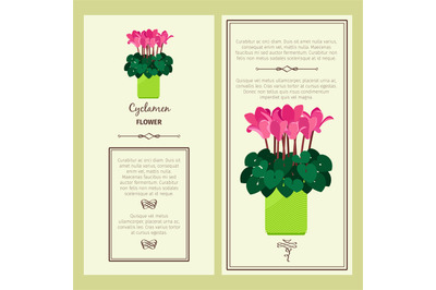 Cyclamen flower in pot banners