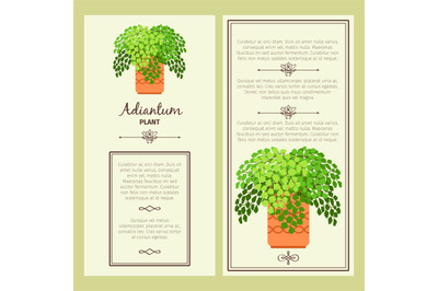 Greeting card with adiantum plant