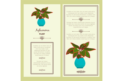 Greeting card with aglaonema plant