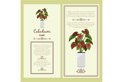 Greeting card with caladium plant