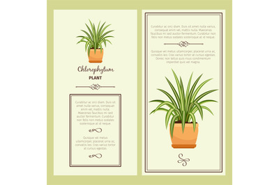 Greeting card with chlorophytum plant