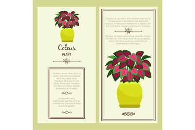 Greeting card with coleus plant