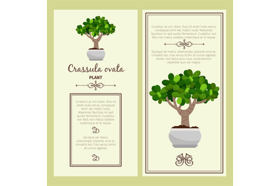 Greeting card with crassula ovata plant