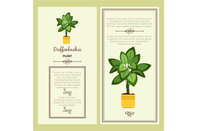 Greeting card with dieffenbachia plant