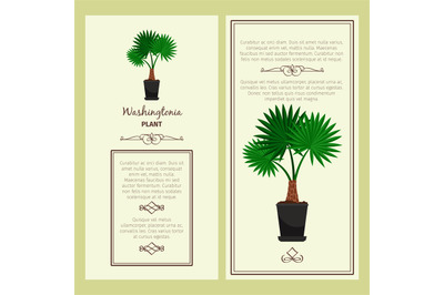 Greeting card with washingtonia plant